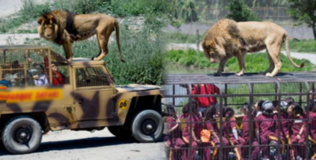 Sở thú có 1-0-2: Du khách được... nhốt vào lồng, sư tử nhởn nhơ phía ngoài để "tham quan" con người