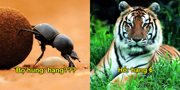 Bảng xếp hạng 10 loài động vật khỏe nhất hành tinh, hạng 1 không ai đoán được Bảng xếp hạng 10 loài động vật khỏe nhất hành tinh, hạng 1 không ai đoán được