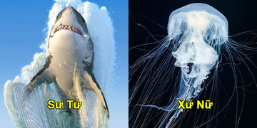 Thì ra đây chính là hiện thân của 12 cung hoàng đạo ở dưới biển Thì ra đây chính là hiện thân của 12 cung hoàng đạo ở dưới biển