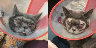 Bị chủ đem đi phẫu thuật cắt mí, chú mèo biến dạng cả khuôn mặt