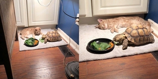 Đáng yêu nhất MXH là câu chuyện mèo chờ rùa ăn xong để chơi, đợi lâu đến mức ngủ gục