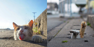 Bị bạc đãi và bỏ rơi, anh em mèo Nhật Bản rủ nhau chui xuống cống sống đời an yên