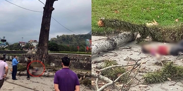Bị cành cây gạo rơi trúng đầu, nam thanh niên tử vong thương tâm Bị cành cây gạo rơi trúng đầu, nam thanh niên tử vong thương tâm