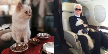 Cô mèo của huyền thoại Karl Lagerfeld sẽ là "em boss" giàu nhất thế giới với 4600 tỷ? Cô mèo của huyền thoại Karl Lagerfeld sẽ là "em boss" giàu nhất thế giới với 4600 tỷ?