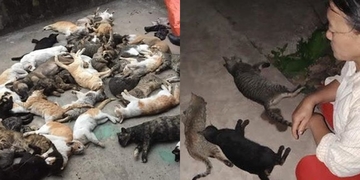 Hàng trăm con mèo bỗng dưng "lăn ra chết" bất thường, nghi có kẻ xấu ra tay Hàng trăm con mèo bỗng dưng "lăn ra chết" bất thường, nghi có kẻ xấu ra tay