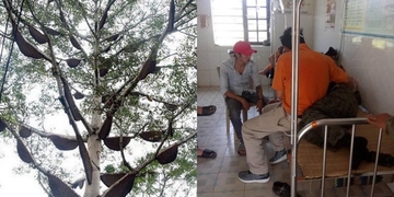 Đi tảo mộ ngày rằm tháng Giêng, cả họ bị ong đốt nhập viện Đi tảo mộ ngày rằm tháng Giêng, cả họ bị ong đốt nhập viện