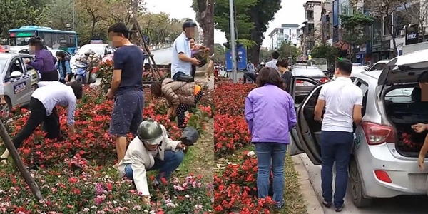 Vụ nhiều người dân "hôi hoa" trang trí Hội nghị Thượng đỉnh: "Hoa trên đường phố không ai được lấy"