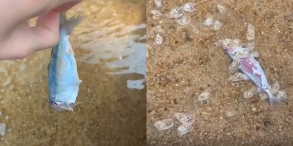 Thả con cá chết xuống nước, đám sinh vật lúc nhúc mà người Việt thích ăn gây ra cảnh kinh dị