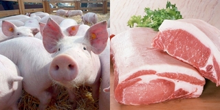 Dịch tả lợn châu Phi có lây sang người không và thịt lợn có nên bị "tẩy chay"?