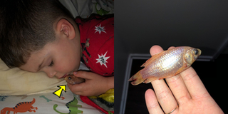 Cậu bé vô tình giết chết con cá vàng vì mang nó ra khỏi bể để ôm đi ngủ