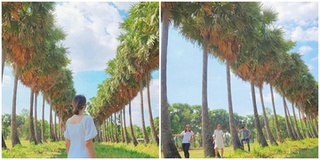 Giới trẻ thi nhau check-in tại hàng cây thốt nốt đẹp như tranh vẽ ở An Giang