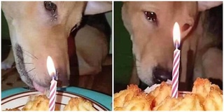Xúc động hình ảnh chú chó rơi nước mắt khi được "thổi" nến trong ngày sinh nhật