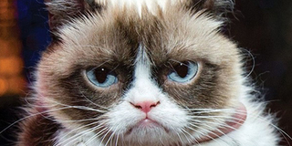 Cô mèo "hờn dỗi cả thế giới" nổi danh nhất trong số các meme, Grumpy Cat đột ngột qua đời