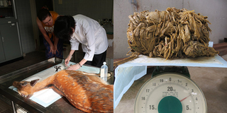 Chú nai ăn xin nổi tiếng ở Nhật Bản chết vì nuốt hơn 3kg túi ni lông vào bụng
