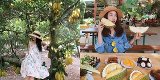 "Quẩy tung" 5 vườn buffet trái cây ngay sát vách Sài Gòn: Vừa ăn thả ga lại có ảnh "so deep" mang về