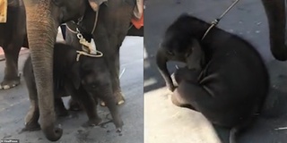Xót xa cảnh voi con gục ngã vì bị ép đi loanh quanh khắp vườn thú và trói chặt bên voi mẹ