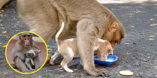 Cảm động khỉ mẹ mất con nhận nuôi chú chó nhỏ, còn nhường cho nó ăn trước