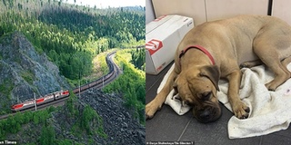 Cô chó đi suốt 200km theo tuyến đường sắt dài nhất thế giới tìm người chủ bỏ rơi nó trong nước mắt