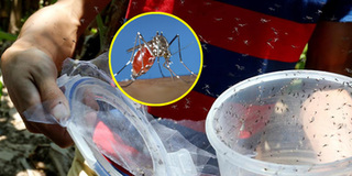Trung Quốc suýt làm tiệt chủng loài muỗi vằn gây bệnh sốt xuất huyết và virus Zika