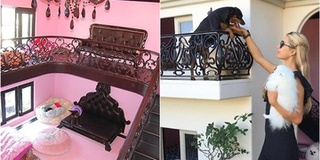 “Chó nhà người ta” sinh ra đã ở vạch đích: Được mua riêng biệt thự trị giá hơn 7,5 tỷ để ở