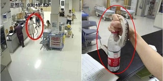 "Đừng coi thường phụ nữ": Đi dạo bị rắn cắn, cô gái tóm luôn cả con mang tới bệnh viện nhờ cấp cứu