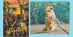 Tìm hiểu về giống chó Shiba vừa được chọn vào phim "cậu Vàng" đã gây tranh cãi