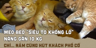 Chú mèo "siêu to khổng lồ" nặng gần 10 kg: Chỉ nằm cũng hút khách phố cổ!