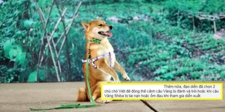 CĐM tranh cãi khi hay tin đạo diễn phim Cậu Vàng dùng chó Việt đóng thế cảnh trói bằng thòng lọng