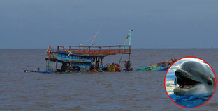 Cá heo "chỉ đường" cứu 41 ngư dân Quảng Nam đang kiệt sức trên biển