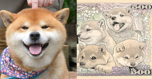 Sắp ra mắt tờ tiền in hình cún Shiba Inu cực đáng yêu