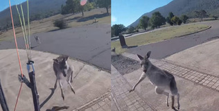 Đi nhảy dù, thanh niên giận tím mặt khi bị kangaroo lao đến đấm "yêu"