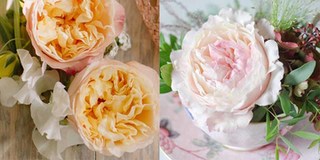 Hoa hồng cô dâu đắt đỏ nhất: Đẹp kiêu sa nhưng có giá 340 tỷ đồng/bó