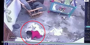 Ngỡ ngàng chú mèo lao ra ngăn cô chủ nhỏ ngã xuống cầu thang