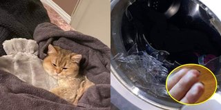 Cô gái rách tay vì đập vỡ cửa kính máy giặt giải cứu mèo cưng