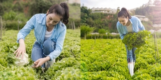 Lý Nhã Kỳ thu hoạch cà chua, xà lách trong khu vườn triệu đô ở Đà Lạt