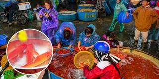 Chợ cá lớn nhất Hà Nội đỏ rực, nhà nhà đua nhau mua cá chép vàng