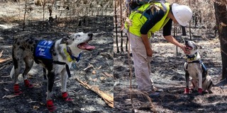 Chú chó dũng cảm lao vào biển lửa cứu Koala đám cháy nào cũng có mặt