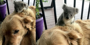 Chú chó Golden về nhà với chú gấu Koala con ôm chặt trên lưng vì sợ