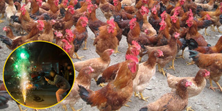 Gần 250 con gà lăn đùng ra chết vì nghe tiếng pháo hoa