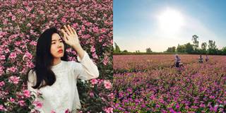 Vi vu cánh đồng hoa dừa cạn ở An Giang, cứ cầm máy lên là có ảnh đẹp!