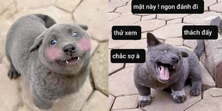 Không còn ở Việt Nam, chú cún "cà khịa" nhất MXH đã vươn tầm thế giới