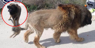 Chú chó rụng lông khiến người dân hoảng sợ vì tưởng lầm là sư tử