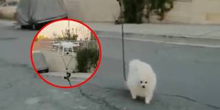 Ở nhà tự cách ly, thanh niên dùng flycam dắt chó cưng đi dạo