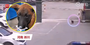 Bị bỏ rơi vì dịch chú chó chạy tới đồn cảnh sát ăn vạ