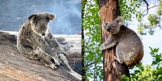 Thiên nhiên, động vật hoang dã tại Úc đang dần hồi phục sau cháy rừng