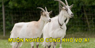 Con giáp "uống no" lộc trời từ sau 30/4: Mùi giàu sụ sau một đêm