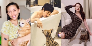 Thú cưng trở thành "bạn diễn" đắc lực trong mùa dịch của sao Việt