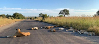 Nam Phi phong tỏa mùa dịch, đàn sư tử rủ nhau ra giữa đường ngủ trưa