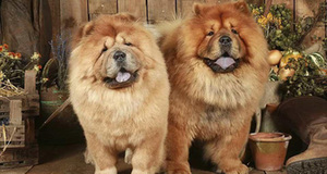 Chow Chow - chó sư tử lông xù: Giống chó cổ xưa nhất thế giới