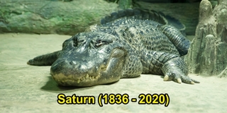 Chú cá sấu sống qua Thế Chiến II đã qua đời ở tuổi 84